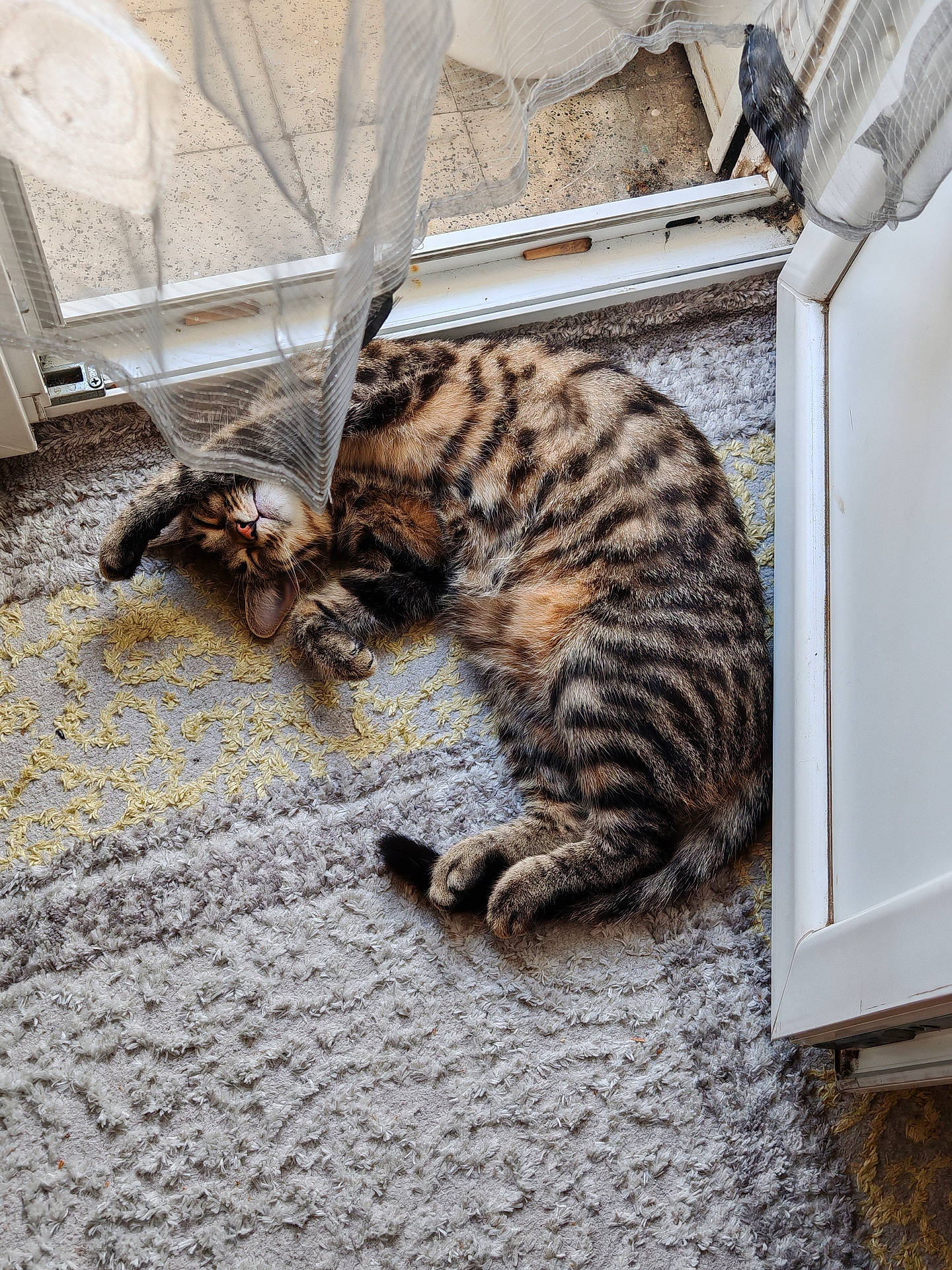 Héra a rejoint le concours — aidez-le/la à gagner de superbes lots ! cat, cozy, curtain, door, feline, fur, home, indoor, napping, paw, pet, relaxed, resting, rug, sleeping, striped, sunlight, tabby, whiskers, window