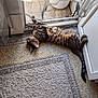 Héra participe au concours pour gagner de l'argent avec cette photo : animal, cat, cozy, curtains, feline, floor, home, indoor, pet, plant_pot, relaxed, resting, rug, sliding_door, striped, sunlight, tabby_cat, tail, whiskers, window