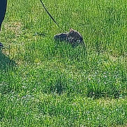 Héra a rejoint le concours — aidez-le/la à gagner de superbes lots ! animal, casual_clothing, cat, daylight, fence, footwear, grass, greenery, leash, nature, outdoor, person, pet, relaxing, resting, side_view, smartphone, sunlight, technology, wildlife