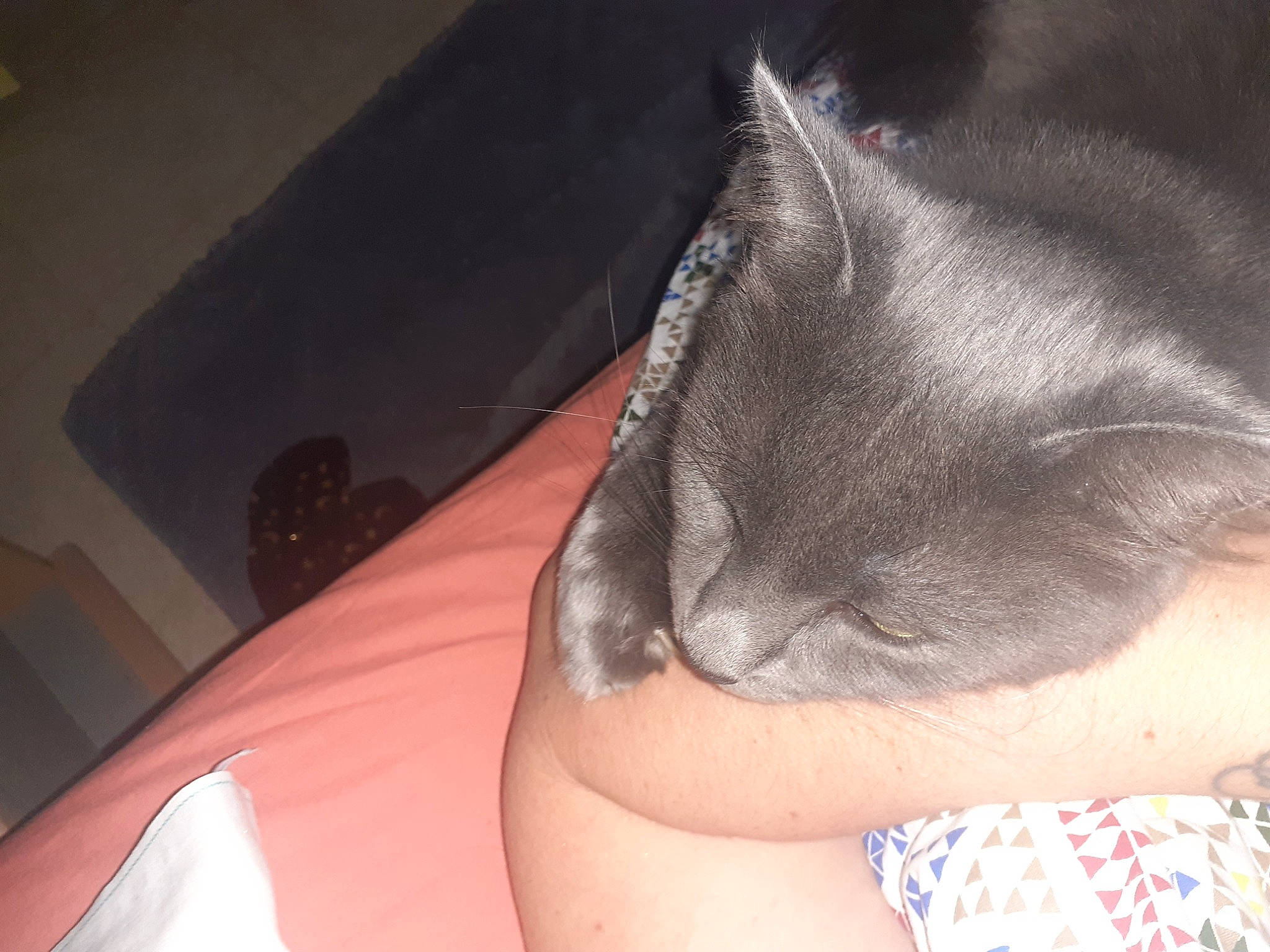 Shisumi participe au concours pour gagner de l'argent avec cette photo : abdomen, black_hair, carnivore, cat, chest, comfort, elbow, eye, felidae, fur, human_leg, leg, linens, nail, small_to_medium_sized_cats, snout, tail, thigh, trunk, whiskers