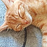 animal, cat, close_up, cozy, cute, feline, fur, indoor, muzzle, nap, orange_tabby, peaceful, pet, portrait, relaxed, resting, sleeping, soft, texture, whiskers