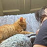 animal, bed, blanket, cat, comfort, companion, cozy, cute, fur, human, indoor, kitten, nap, orange_cat, person, pet, relaxing, resting, sleeping, soft