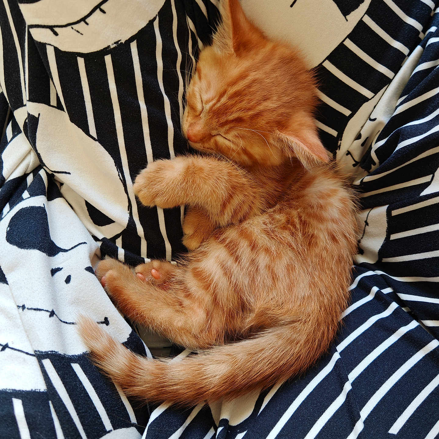 Gaïa a rejoint le concours — aidez-le/la à gagner de superbes lots ! kitten, cat, sleeping, orange_tabby, striped_fabric, skull_pattern, cozy, cute, feline, pet, animal, fur, whiskers, paw, tail, resting, young_cat, domestic_cat, close_up, soft
