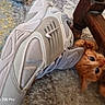 Gaïa participe au concours pour gagner de l'argent avec cette photo : kitten, cat, orange_cat, shoe, sneaker, nike, carpet, wooden_chair, floor, playing, pet, animal, indoor, curious, hide_and_seek, paw, feline, cute, small, domestic_animal