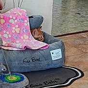 Gaïa participe au concours pour gagner de l'argent avec cette photo : cat, blanket, pet_bed, orange_cat, indoor, floor, tile_floor, wall, decor, flower_decor, pink, gray, cozy, resting, animal, cute, feline, home, relaxed, paw_prints