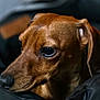 dog, dachshund, pet, portrait, close_up, brown_fur, whiskers, eye, snout, nose, ear, indoor, blanket, cozy, soft_light, shallow_depth_of_field, domestic_animal, companion, gaze, sleepy
