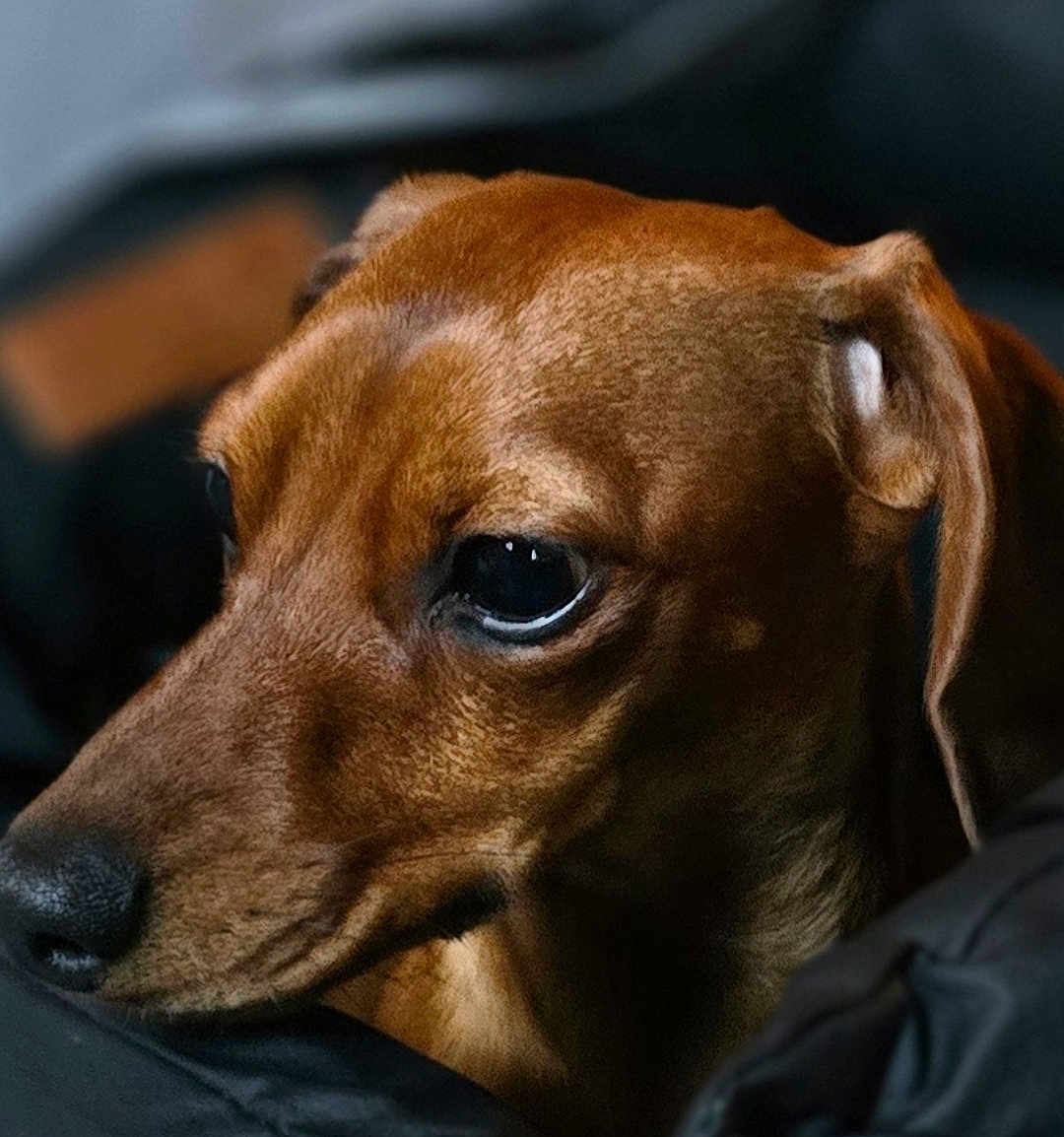 Autunm joined the competition — help win amazing prizes! dog, dachshund, pet, portrait, close_up, brown_fur, whiskers, eye, snout, nose, ear, indoor, blanket, cozy, soft_light, shallow_depth_of_field, domestic_animal, companion, gaze, sleepy