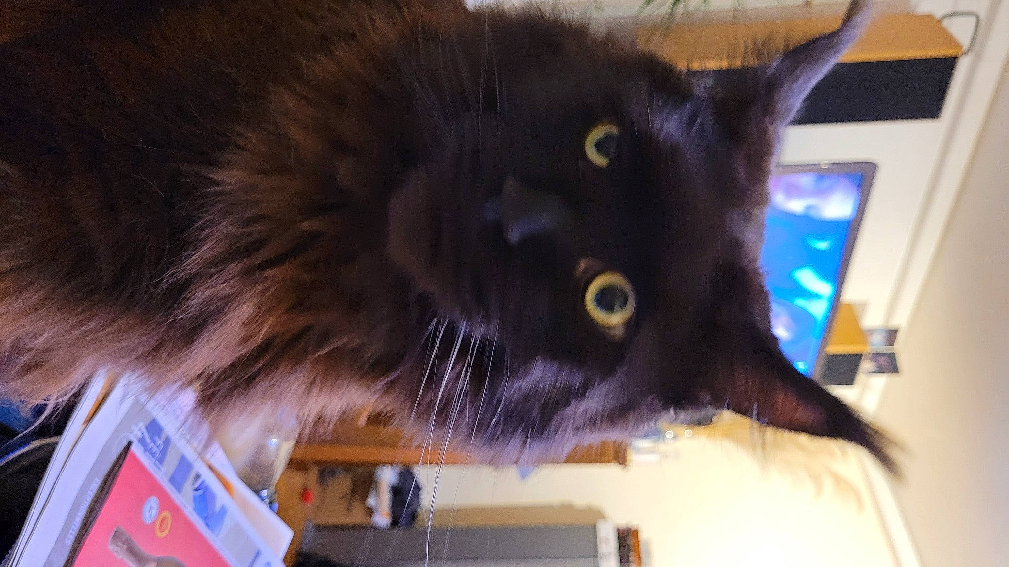 Menphys participe au concours pour gagner de l'argent avec cette photo : black_cat, bombay, carnivore, cat, claw, curious, domestic_short_haired_cat, felidae, fur, mammal, paw, small_to_medium_sized_cats, snout, tail, terrestrial_animal, vertebrate, whiskers