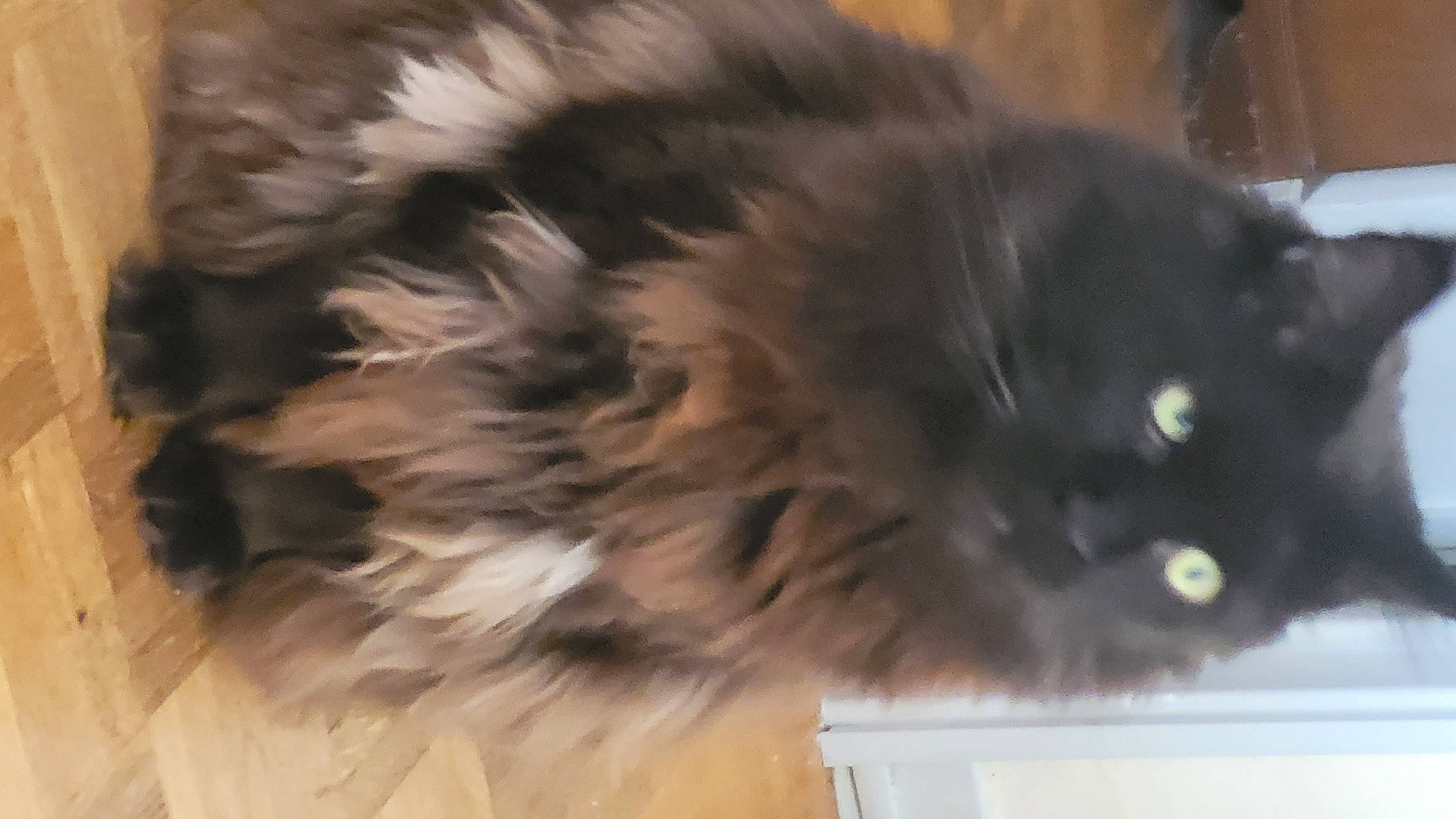 Menphys participe au concours pour gagner de l'argent avec cette photo : black_cat, canidae, carnivore, cat, claw, companion_dog, dog_breed, domestic_short_haired_cat, eye, fawn, felidae, fur, liver, paw, small_to_medium_sized_cats, snout, tail, terrestrial_animal, whiskers, working_animal