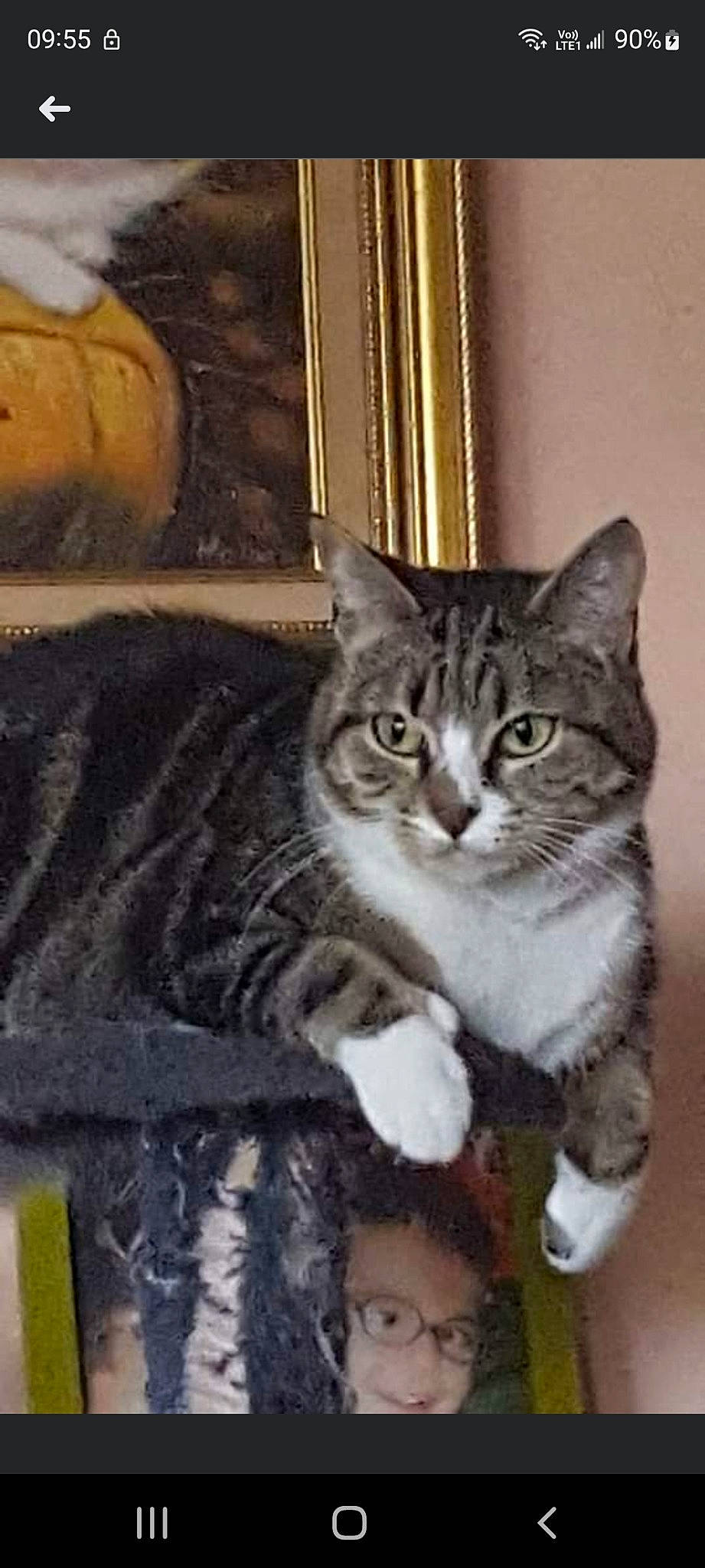 Mimine a rejoint le concours — aidez-le/la à gagner de superbes lots ! barrel, carnivore, cat, cat_supply, claw, domestic_short_haired_cat, door, felidae, fur, paw, photo_caption, sitting, small_to_medium_sized_cats, snout, tail, terrestrial_animal, whiskers, window