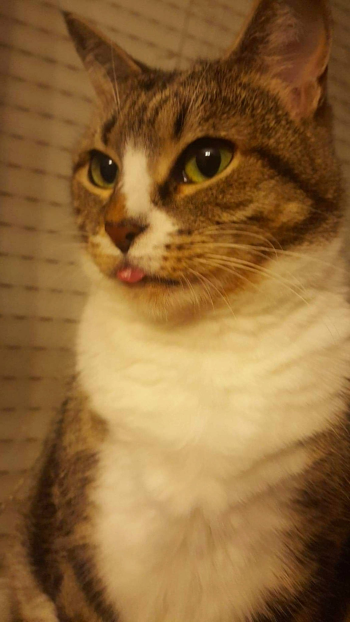 Mimine participe au concours pour gagner de l'argent avec cette photo : carnivore, cat, domestic_short_haired_cat, door, felidae, fur, iris, plant, small_to_medium_sized_cats, snout, terrestrial_animal, tree, whiskers, wildlife, window