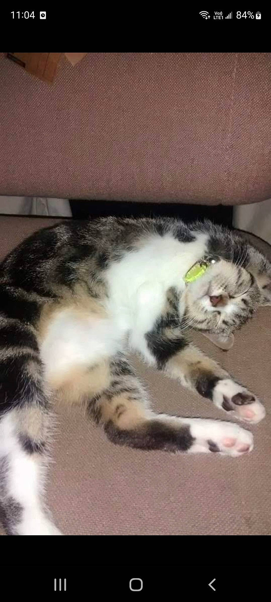 Mimine participe au concours pour gagner de l'argent avec cette photo : carnivore, cat, claw, domestic_short_haired_cat, felidae, flooring, fur, paw, small_to_medium_sized_cats, snout, tail, whiskers