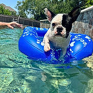 Bandit joined the competition — help win amazing prizes! dog, french_bulldog, pool, inflatable_ring, water, summer, outdoor, sunny, backyard, trees, blue, pet, animal, swimming, playful, human_hand, fence, relaxing, daytime, closeup