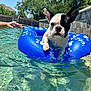 dog, french_bulldog, pool, inflatable_ring, water, summer, outdoor, sunny, backyard, trees, blue, pet, animal, swimming, playful, human_hand, fence, relaxing, daytime, closeup