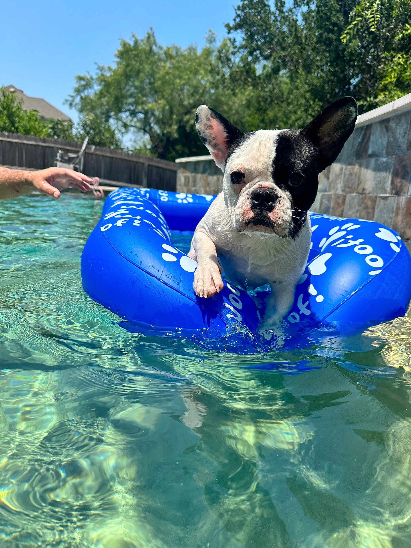 Bandit joined the competition — help win amazing prizes! dog, french_bulldog, pool, inflatable_ring, water, summer, outdoor, sunny, backyard, trees, blue, pet, animal, swimming, playful, human_hand, fence, relaxing, daytime, closeup