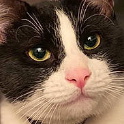 Loki is registered to the contest to win money with this photo: cat, close_up, black_and_white, face, whiskers, pink_nose, yellow_eyes, collar, chain, pet, animal, feline, soft_lighting, portrait, domestic_cat, fur, cute, indoor, focus, eyes