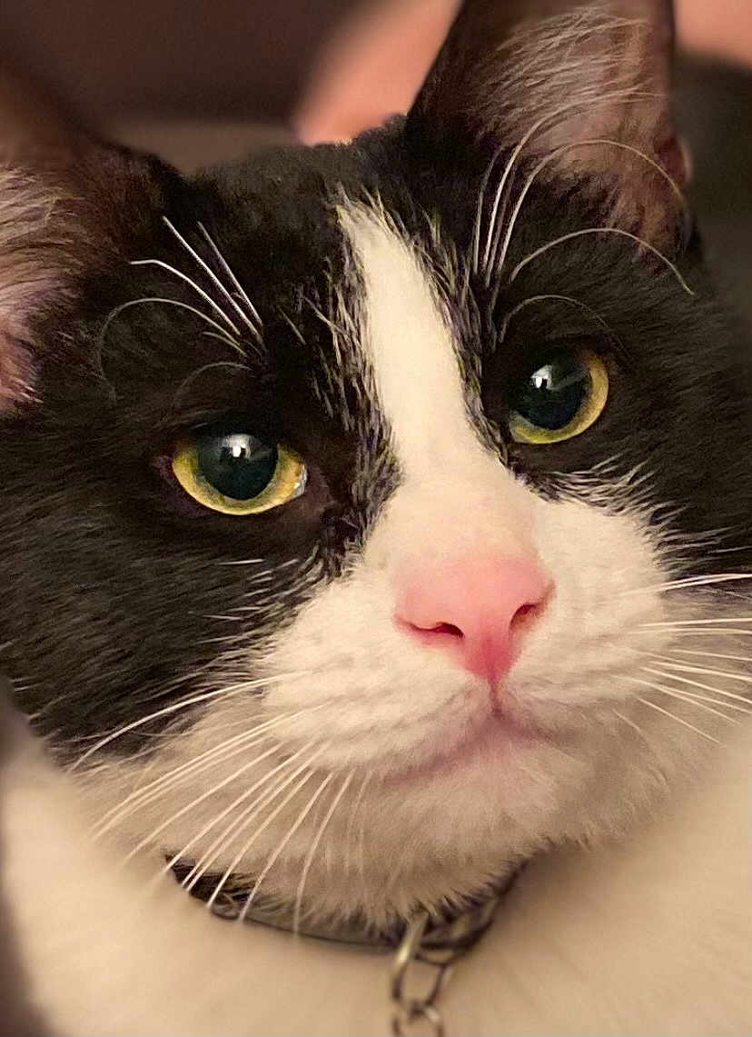 Loki