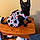 Pippi
