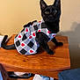 black_cat, kitten, cat, pet, dress, clothing, hearts, table, wooden_table, furniture, indoor, curious, alert, animal, mammal, small_cat, domestic_cat, cute, young_cat, sitting