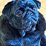 animal, black_dog, close_up, companion, cute, dog, domestic_animal, ears, face, floor, fur, indoor, looking_up, mammal, pet, portrait, pug, tile, whiskers, wrinkles
