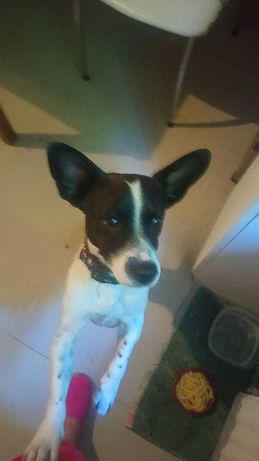 Simba a rejoint le concours — aidez-le/la à gagner de superbes lots ! basenji, canidae, carnivore, collar, companion_dog, dog, dog_breed, dog_supply, fawn, non_sporting_group, paw, puppy, snout, sporting_group, tail, terrestrial_animal, terrier, toy_dog, whiskers, working_animal