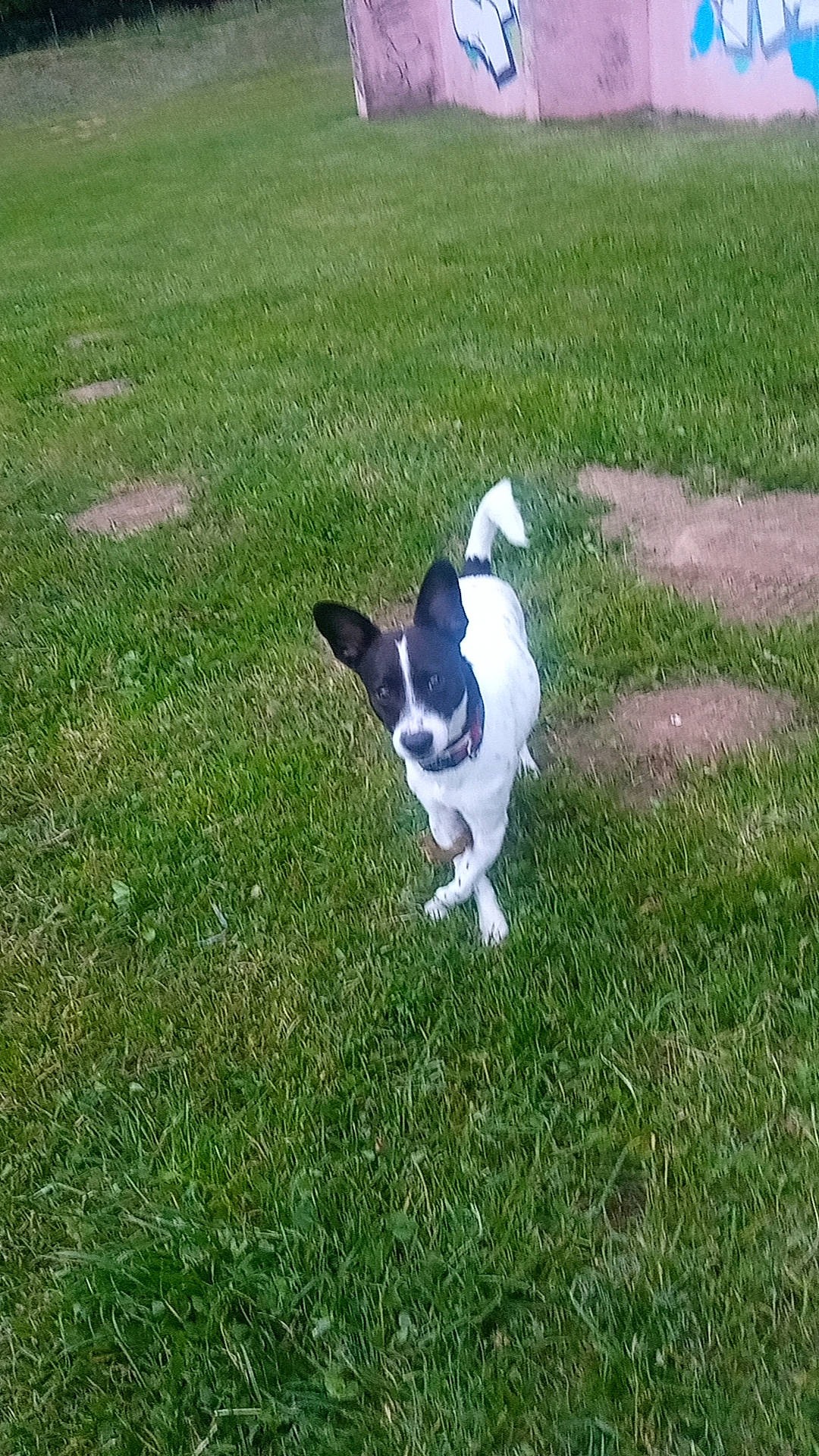 Simba a rejoint le concours — aidez-le/la à gagner de superbes lots ! canidae, carnivore, companion_dog, dog, dog_breed, fur, grass, grassland, groundcover, lawn, non_sporting_group, pasture, plant, soil, sporting_group, tail, terrestrial_animal, working_animal, working_dog, yard