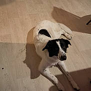 Balto participe au concours pour gagner de l'argent avec cette photo : animal, black_and_white, cabinet, curious, dog, domestic, flooring, furniture, home, indoor, lying_down, pet, quiet, relaxed, shadow, spot, toy, water_bowl, white_wall, wooden_floor