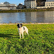 Balto a rejoint le concours — aidez-le/la à gagner de superbes lots ! dog, grass, river, building, sky, cloud, outdoor, nature, animal, pet, greenery, water, sunny, daytime, playful, black_and_white, tongue_out, happy, field, urban