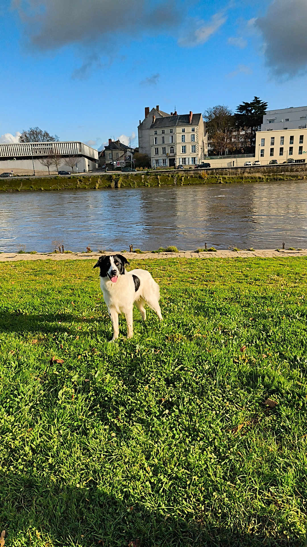 Balto a rejoint le concours — aidez-le/la à gagner de superbes lots ! dog, grass, river, building, sky, cloud, outdoor, nature, animal, pet, greenery, water, sunny, daytime, playful, black_and_white, tongue_out, happy, field, urban