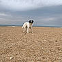 alone, animal, beach, canine, cloudy_sky, coast, daytime, dog, landscape, mammal, nature, ocean, outdoor, pet, sand, seaside, shore, sky, standing, walking