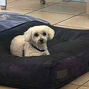 Candy participe au concours pour gagner de l'argent avec cette photo : dog, pet, indoor, dog_bed, white_dog, small_dog, floor_tiles, furniture, collar, leash, resting, calm, cute, household, domestic_animal, canine, companion, animal, cozy, relaxed