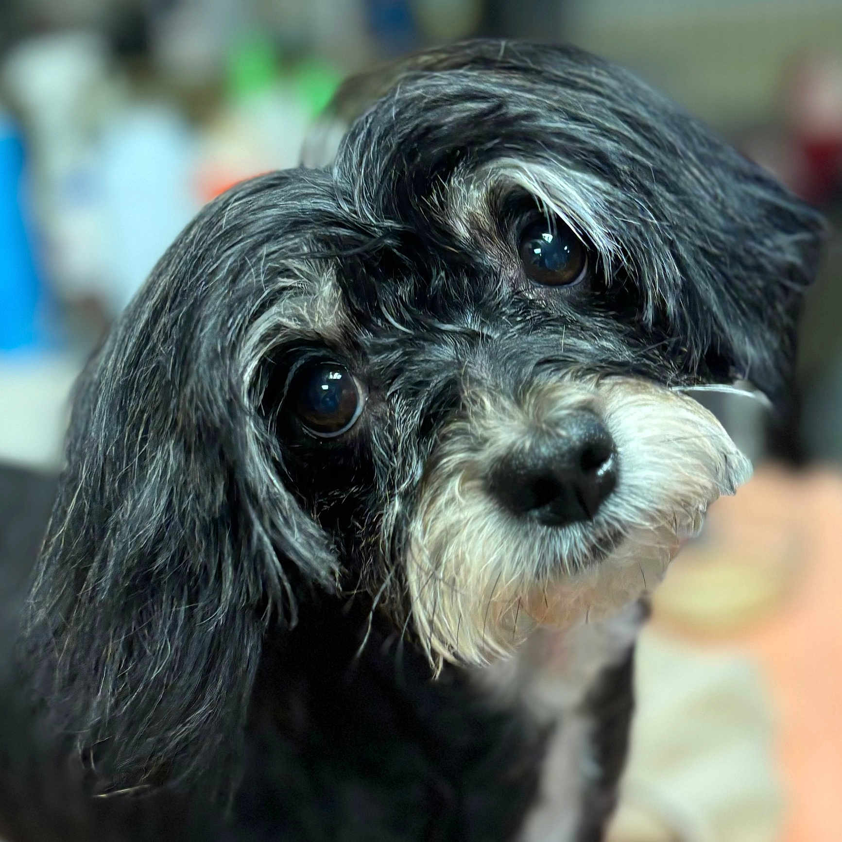 Betty Boop joined the competition — help win amazing prizes! animal, black_and_white, canine, close_up, curious, cute, dog, expression, eyes, face, fluffy, friendly, fur, head, indoor, mammal, nose, pet, portrait, whiskers