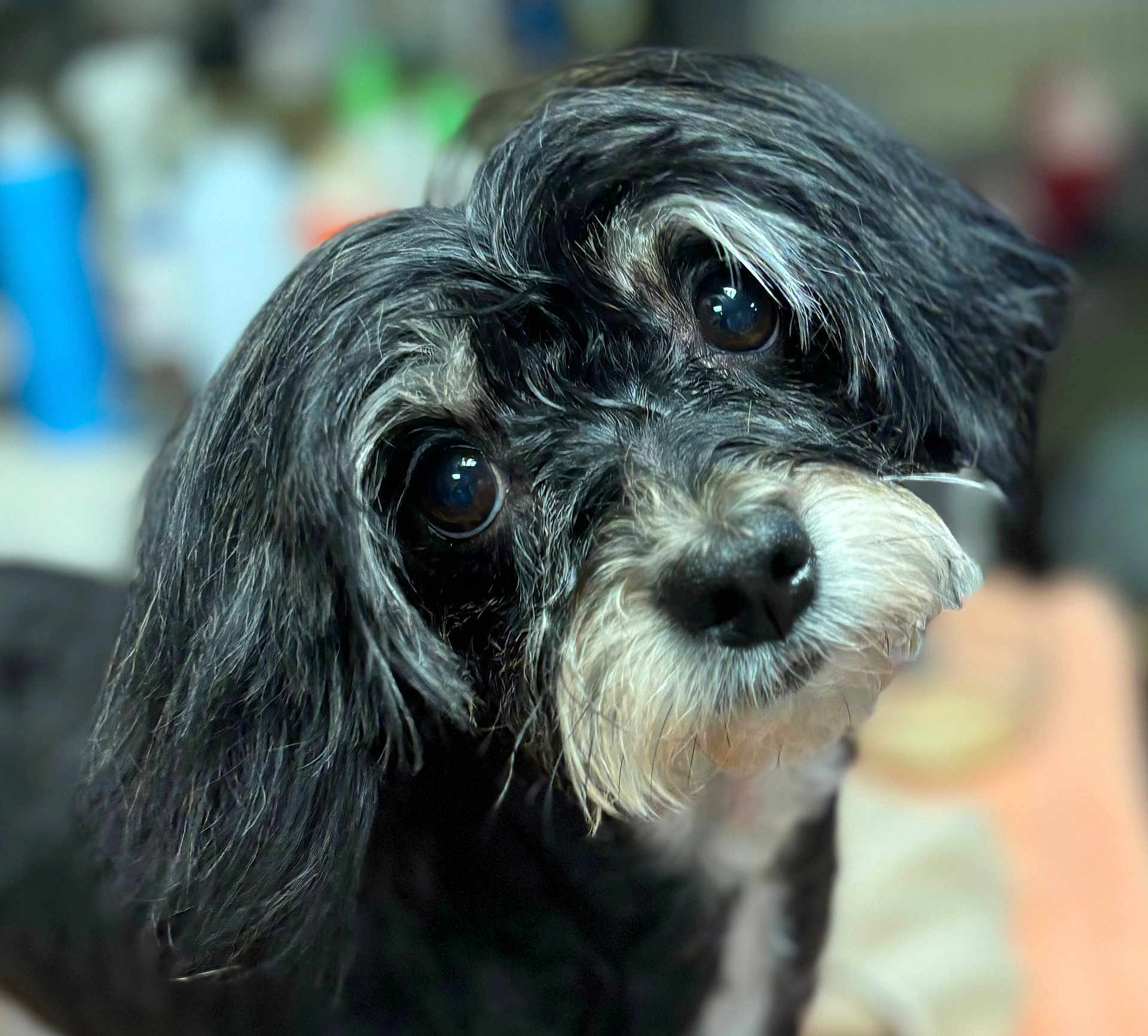 Betty Boop joined the competition — help win amazing prizes! dog, black_and_white, close_up, pet, fur, eyes, whiskers, curious, portrait, animal, indoor, cute, mammal, face, canine, fluffy, nose, head, expression, friendly