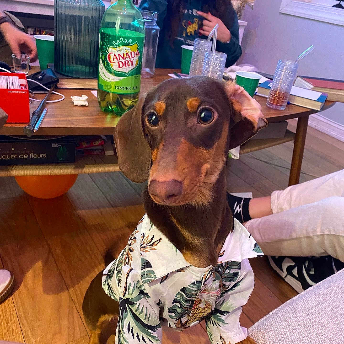 Gus Gus joined the competition — help win amazing prizes! beer, bottle, carbonated_soft_drinks, carnivore, chair, companion_dog, desk, dog, dog_breed, drink, fawn, fur, guard_dog, houseplant, liver, smile, sporting_group, table, water_bottle, working_animal