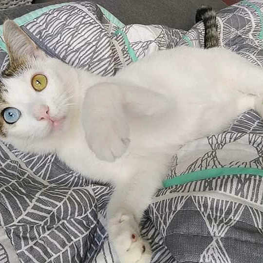 Tama is registered to the contest to win money with this photo: aegean_cat, asian, burmilla, carnivore, cat, colorpoint_shorthair, domestic_short_haired_cat, european_shorthair, felidae, fur, khao_manee, kitten, polydactyl_cat, singapura, small_to_medium_sized_cats, tail, turkish_angora, turkish_van, whiskers