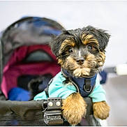 Benny joined the competition — help win amazing prizes! animal, black, blurred_background, brown, cute, dog, eyes, face, fluffy, front_paws, fur, indoor, jacket, nose, pet, portrait, puppy, small, soft_light, stroller