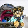 animal, black, blurred_background, brown, cute, dog, eyes, face, fluffy, front_paws, fur, indoor, jacket, nose, pet, portrait, puppy, small, soft_light, stroller