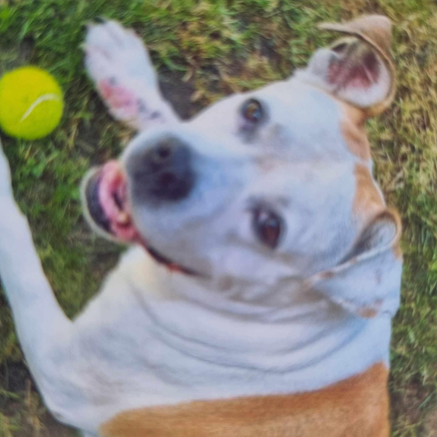Ticoeur Ianna a rejoint le concours — aidez-le/la à gagner de superbes lots ! blurred, brown_patch, close_up, dog, ears, eyes, friendly, furry, grass, lawn, lying_down, nose, outdoor, pet, playful, portrait, smiling, tennis_ball, tongue_out, white_fur
