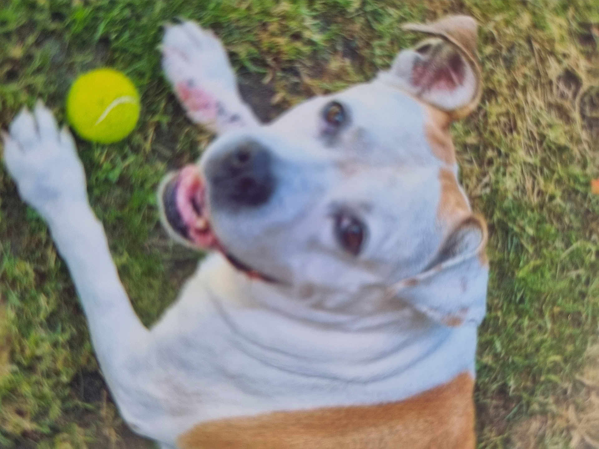 Ticoeur Ianna a rejoint le concours — aidez-le/la à gagner de superbes lots ! dog, tennis_ball, grass, pet, white_fur, brown_patch, close_up, playful, tongue_out, ears, nose, eyes, smiling, lawn, outdoor, portrait, furry, lying_down, friendly, blurred