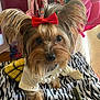 dog, small_dog, yorkshire_terrier, red_bow, pearl_necklace, white_shirt, yellow_skirt, zebra_striped_blanket, toy_bone, toy_crocodile, indoor, pet, cute, fur, ears, eyes, floor, clothing, accessory, animal