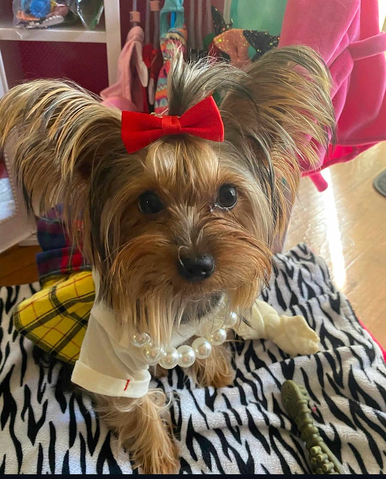 Lady Marie joined the competition — help win amazing prizes! dog, small_dog, yorkshire_terrier, red_bow, pearl_necklace, white_shirt, yellow_skirt, zebra_striped_blanket, toy_bone, toy_crocodile, indoor, pet, cute, fur, ears, eyes, floor, clothing, accessory, animal