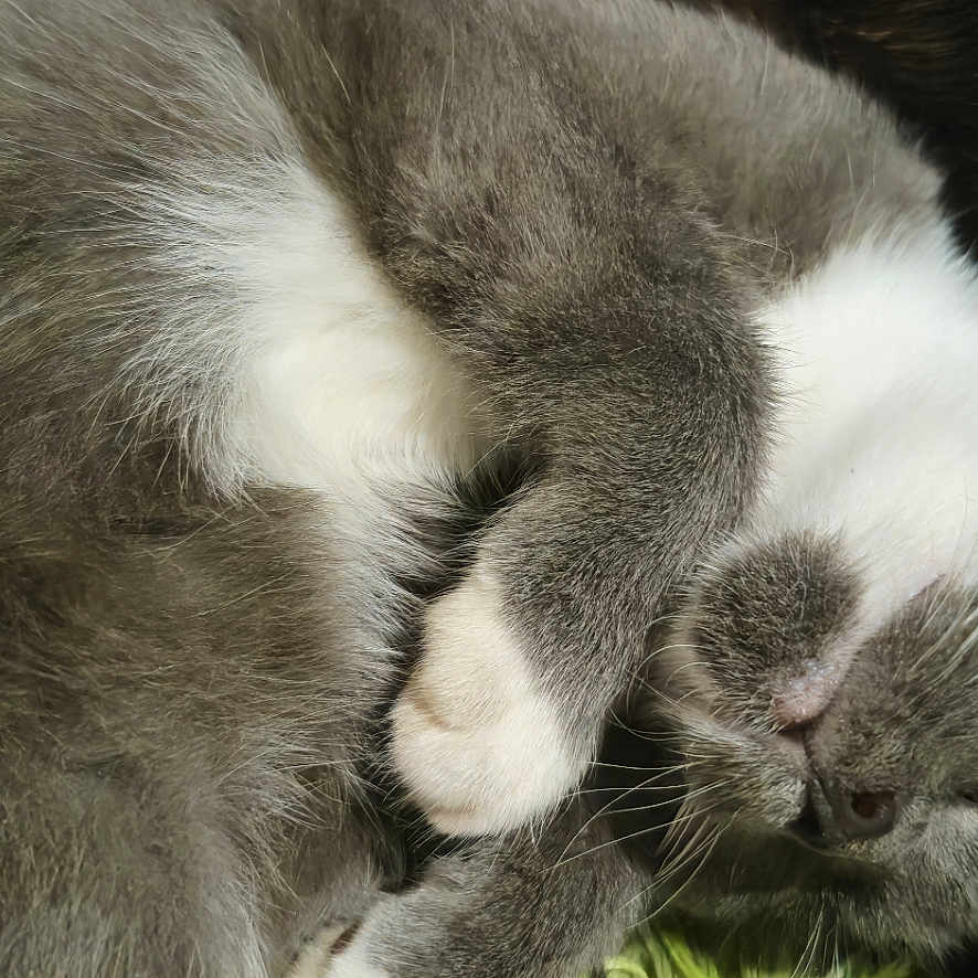 Moon is registered to the contest to win money with this photo: abyssinian, animal, cat, kitten, manx, person, pet, siamese, sleeping