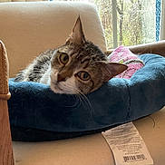 Lily joined the competition — help win amazing prizes! cat, tabby_cat, pet_bed, chair, indoor, window, curious, relaxed, feline, animal, cozy, plush, home, domestic_cat, resting, fur, whiskers, pink_blanket, natural_light, wood