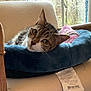 cat, tabby_cat, pet_bed, chair, indoor, window, curious, relaxed, feline, animal, cozy, plush, home, domestic_cat, resting, fur, whiskers, pink_blanket, natural_light, wood