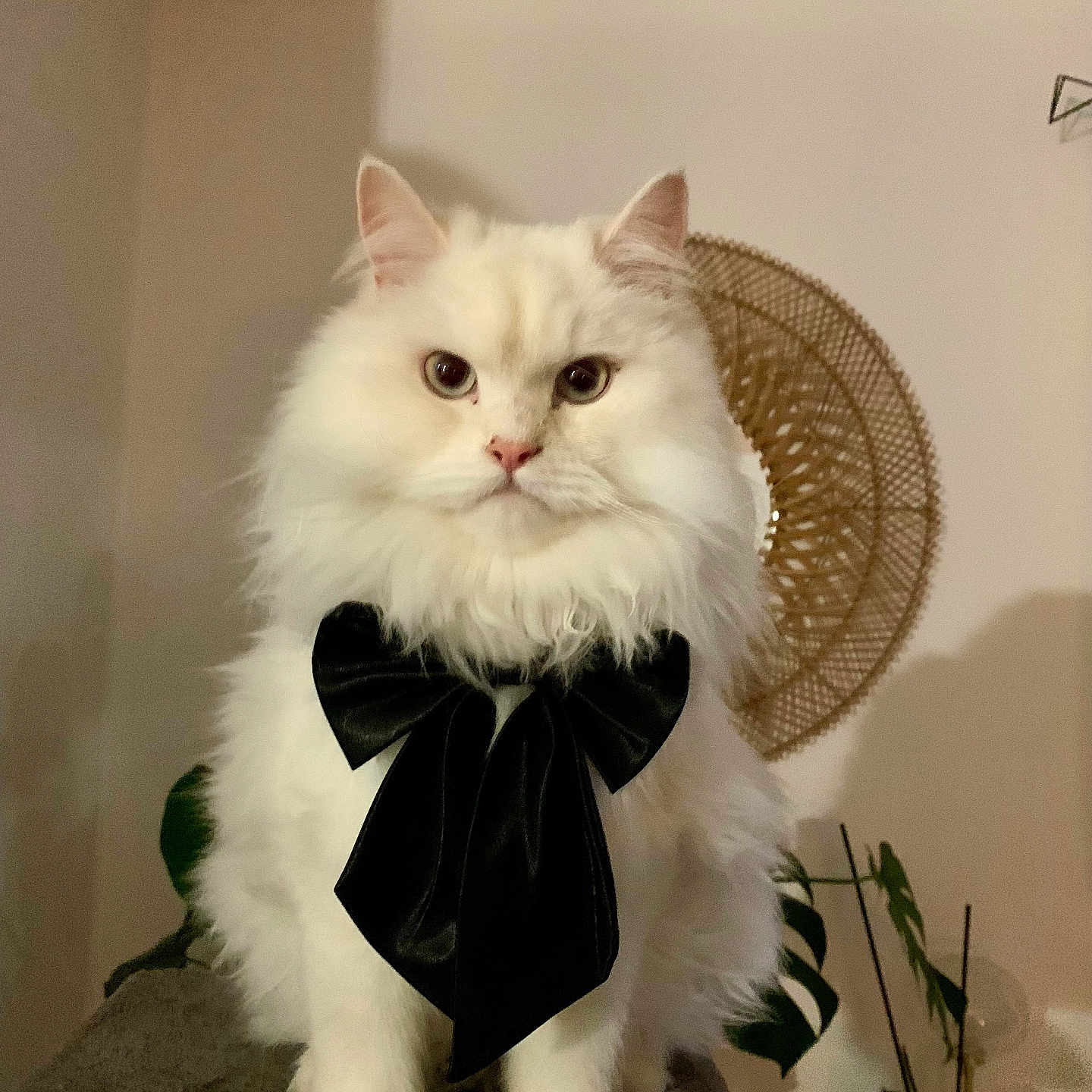 Simba participe au concours pour gagner de l'argent avec cette photo : accessories, angora, animal, cat, clothing, flower, flowerarrangement, flowerbouquet, formalwear, ikebana, kitten, leaf, manx, pet, petal, plant, pottedplant, pottery, scarf, tie