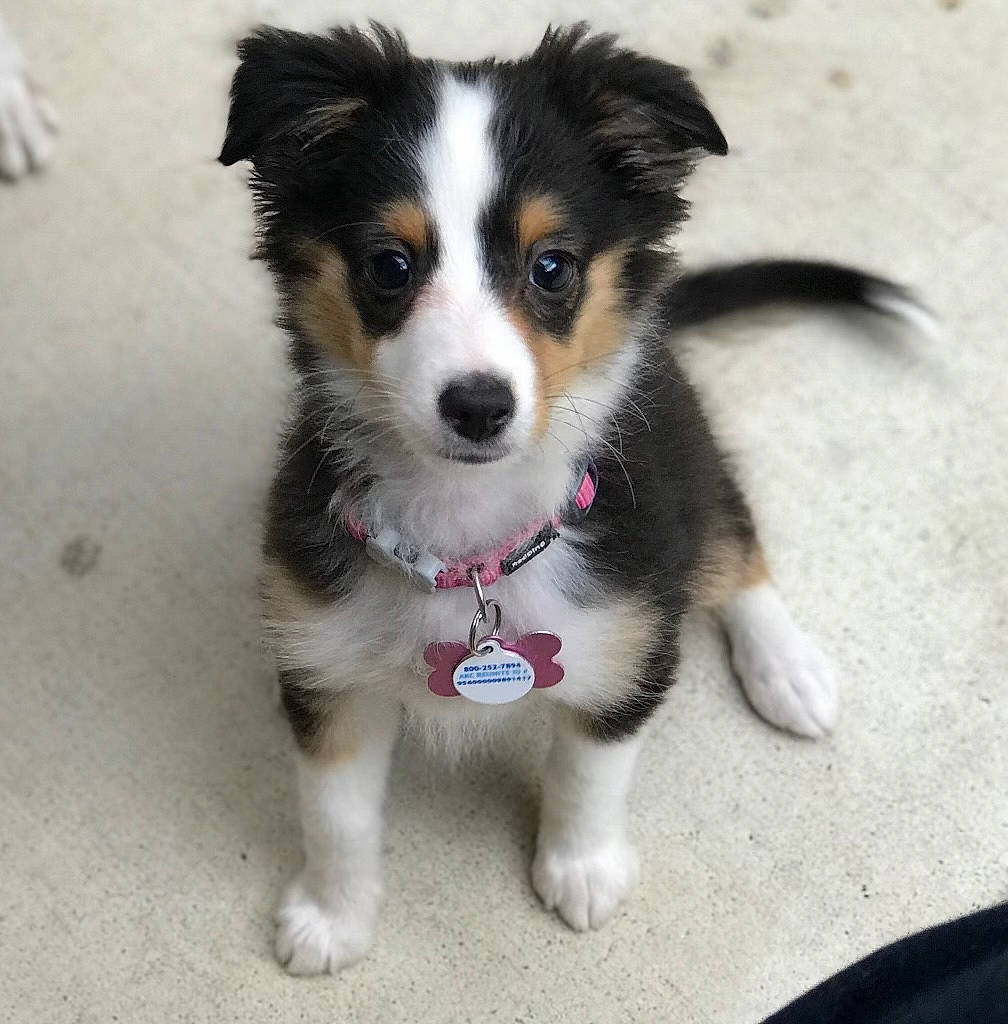 Bailey joined the competition — help win amazing prizes! australian_collie, australian_shepherd, border_collie, canidae, carnivore, collar, companion_dog, dog, dog_breed, dog_supply, fur, herding_dog, paw, puppy, snout, sporting_group, toy_dog, whiskers, working_animal, working_dog