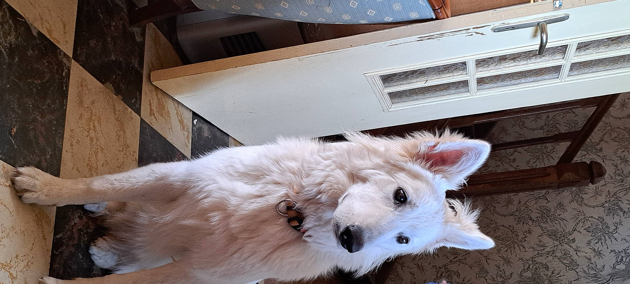 Una a rejoint le concours — aidez-le/la à gagner de superbes lots ! canidae, carnivore, companion_dog, dog, dog_breed, door, fawn, felidae, fur, non_sporting_group, paw, puppy, small_to_medium_sized_cats, snout, sporting_group, tail, whiskers, winter, working_animal