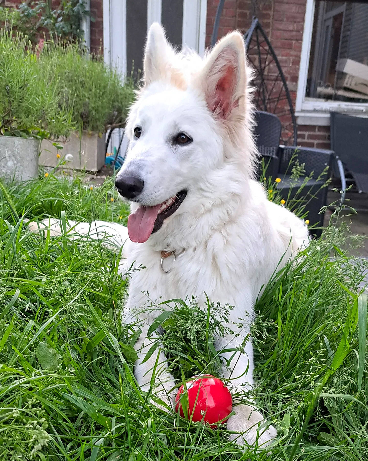 Una participe au concours pour gagner de l'argent avec cette photo : ancient_dog_breeds, ball, canidae, carnivore, collar, companion_dog, dog, dog_breed, dog_collar, dog_supply, fur, grass, herding_dog, plant, snout, sporting_group, tail, whiskers, window, working_dog