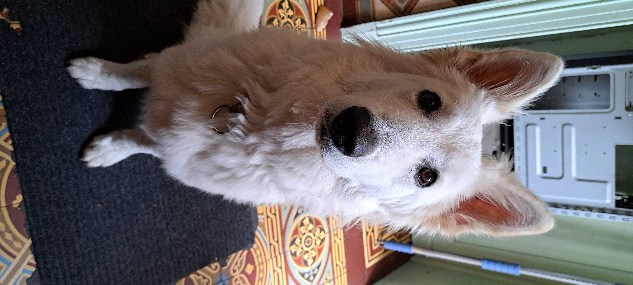 Una participe au concours pour gagner de l'argent avec cette photo : canidae, carnivore, companion_dog, dog, dog_breed, dog_supply, fang, fawn, felidae, fur, non_sporting_group, paw, pet_supply, snout, sporting_group, tail, whiskers, working_animal