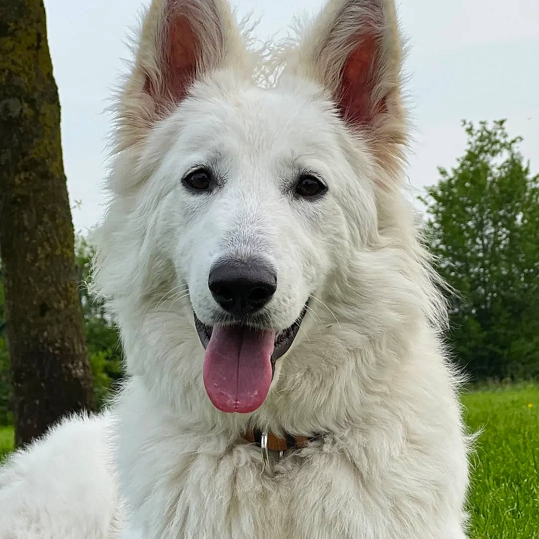 Una a rejoint le concours — aidez-le/la à gagner de superbes lots ! canidae, carnivore, collar, companion_dog, dog, dog_breed, dog_supply, fang, fur, giant_dog_breed, herding_dog, plant, samoyed, sky, snout, sporting_group, tree, whiskers, working_animal, working_dog